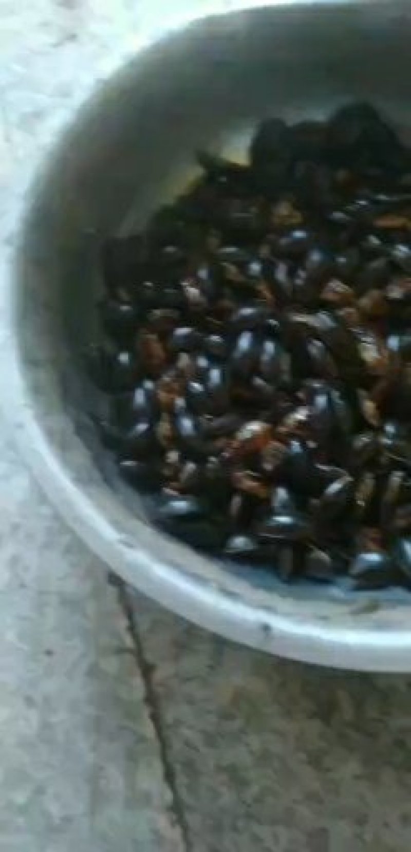 黑龙虱，高蛋白食用昆虫，油炸味道极其鲜美，保健药食兼用，