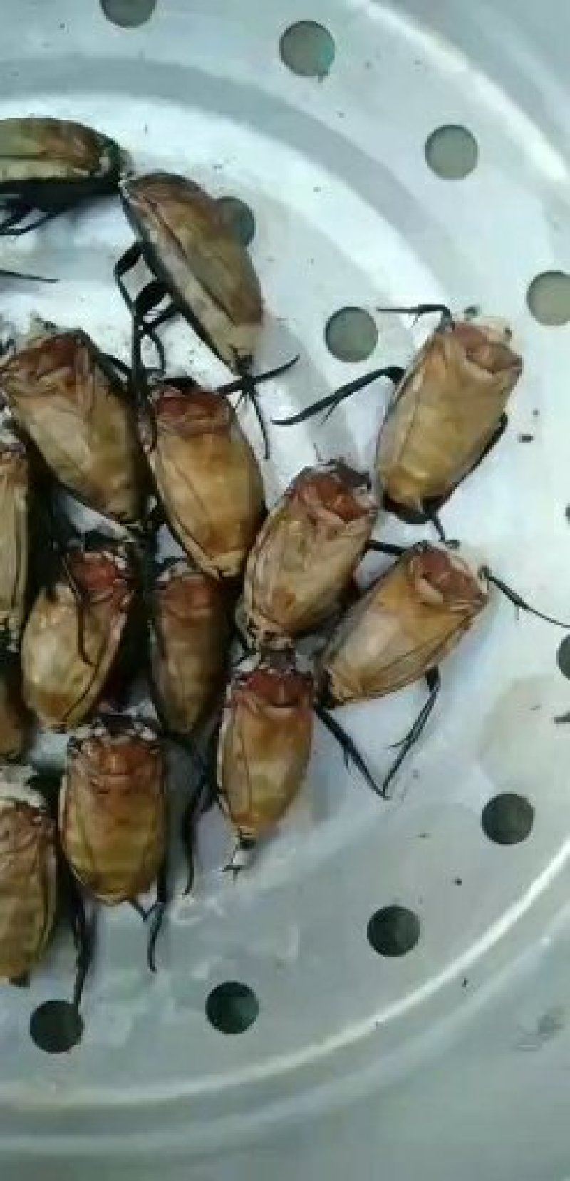 黑龙虱，高蛋白食用昆虫，油炸味道极其鲜美，保健药食兼用，