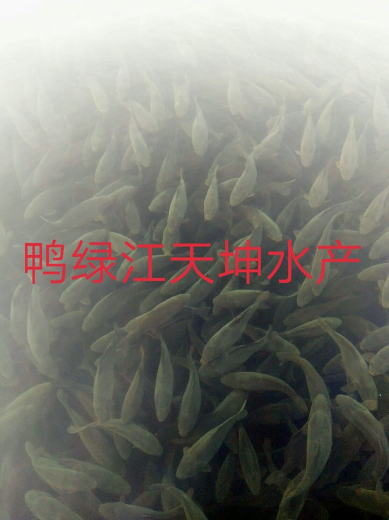 框鲤、松花鱼、镜鲤裸鲤耐运输，网箱鱼色泽黑亮，长年供应！