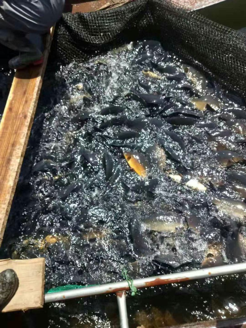框鲤、松花鱼、镜鲤裸鲤耐运输，网箱鱼色泽黑亮，长年供应！