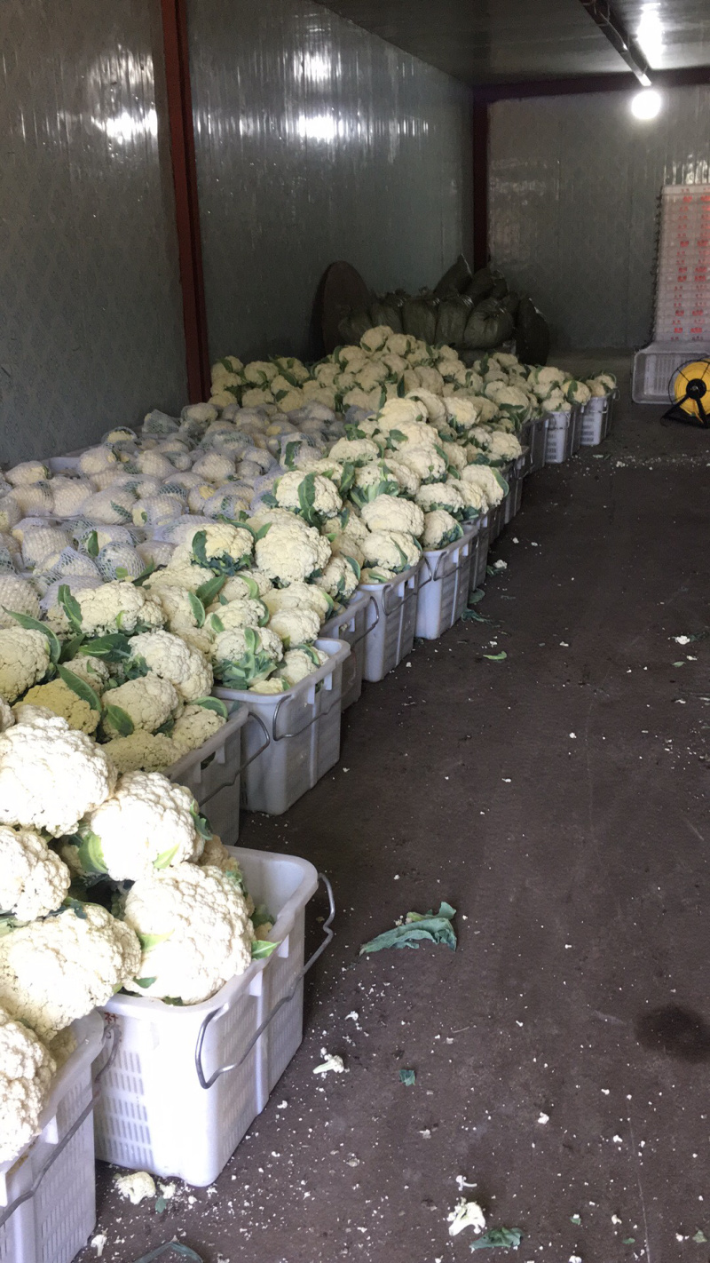 瑞安市登明蔬菜专业合作社