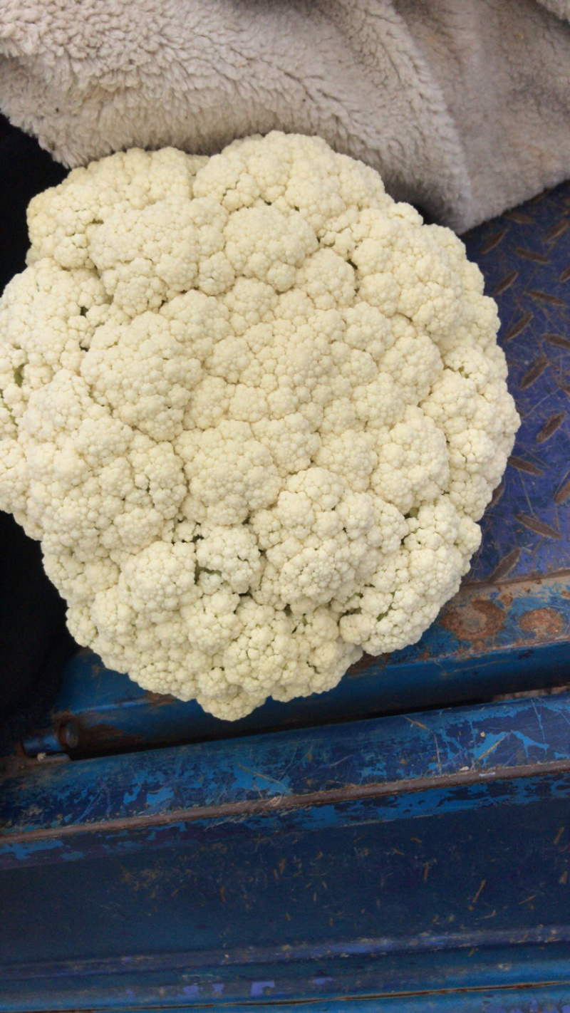 瑞安市登明蔬菜专业合作社