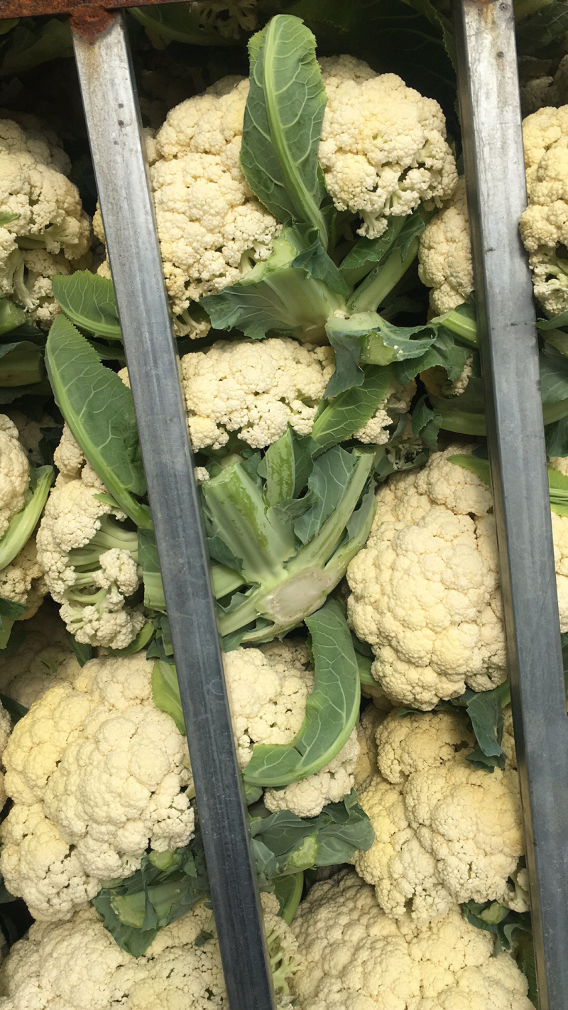 松花菜瑞安市登明蔬菜专业合作社