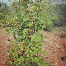 长林系列高产油茶树苗基地批发零售优良品种油茶树苗