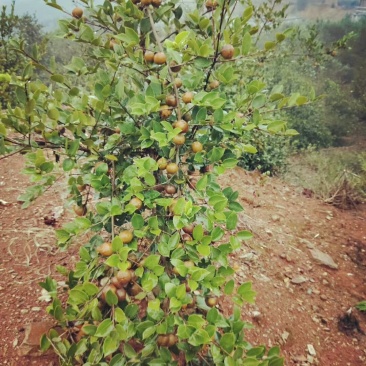 长林系列高产油茶树苗基地批发零售优良品种油茶树苗