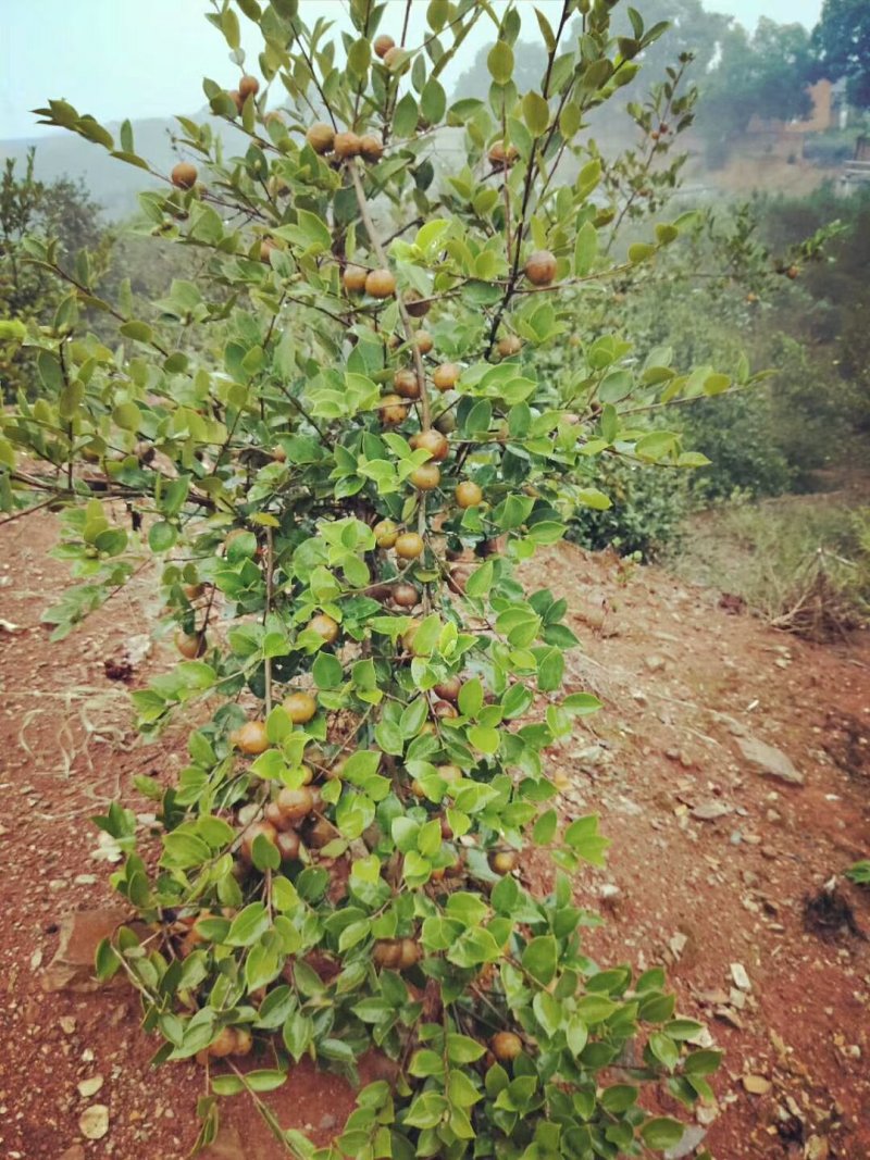 长林系列高产油茶树苗基地批发零售优良品种油茶树苗