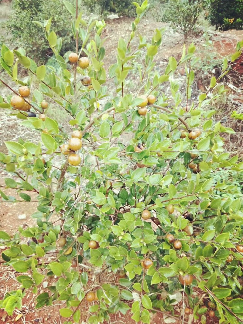 长林系列高产油茶树苗基地批发零售优良品种油茶树苗