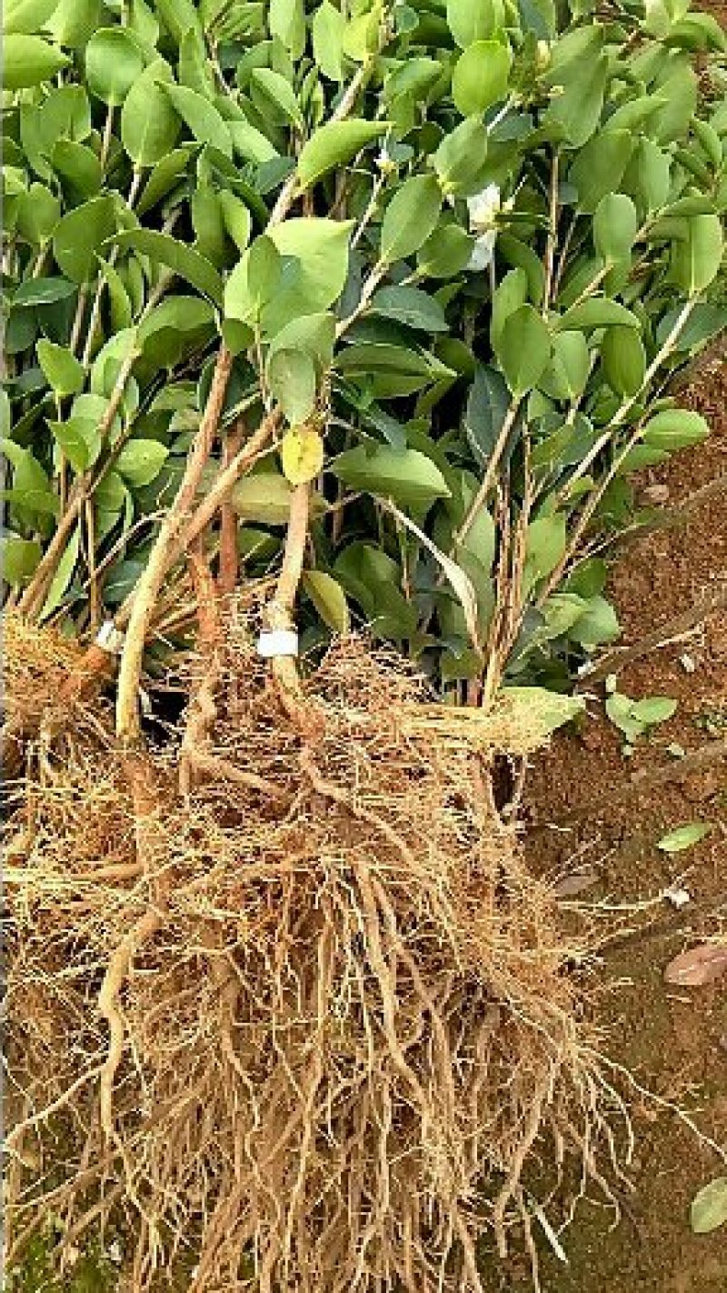 长林系列高产油茶树苗基地批发零售优良品种油茶树苗