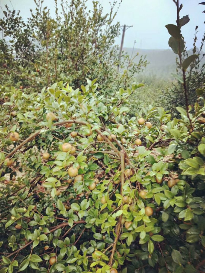 长林系列高产油茶树苗基地批发零售优良品种油茶树苗