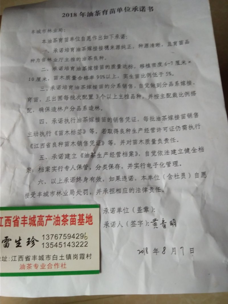 长林系列高产油茶树苗基地批发零售优良品种油茶树苗