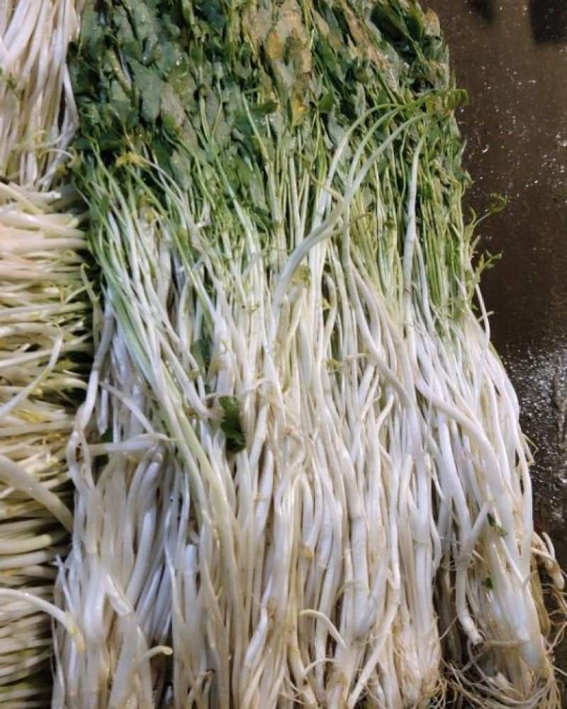 白芹