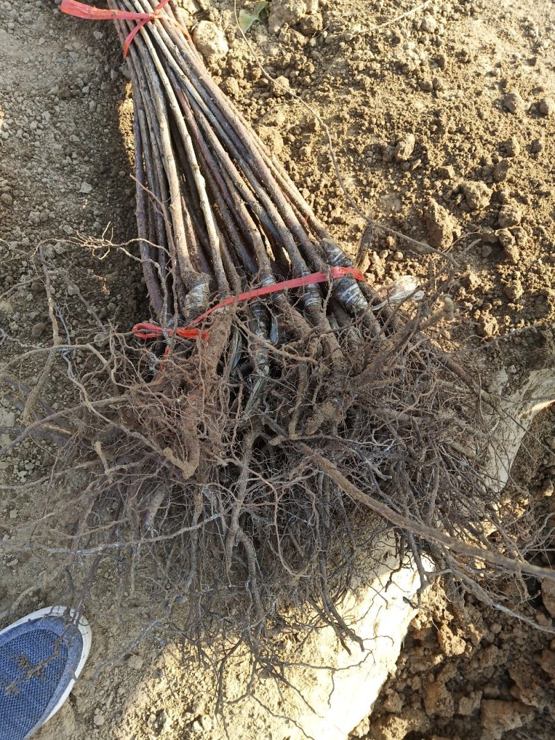 樱桃树苗1年80cm以上包品种包成活死苗补发