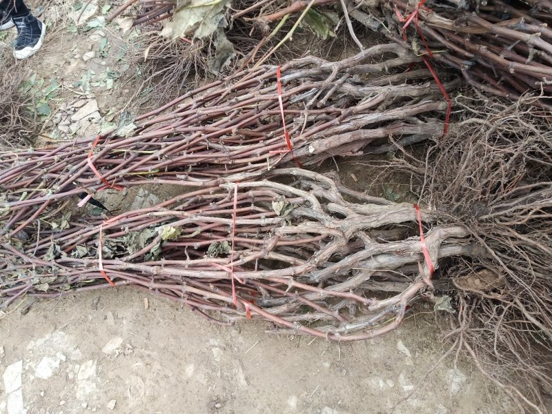 甜蜜蓝宝石葡萄苗包成活死苗补发南北种植包邮