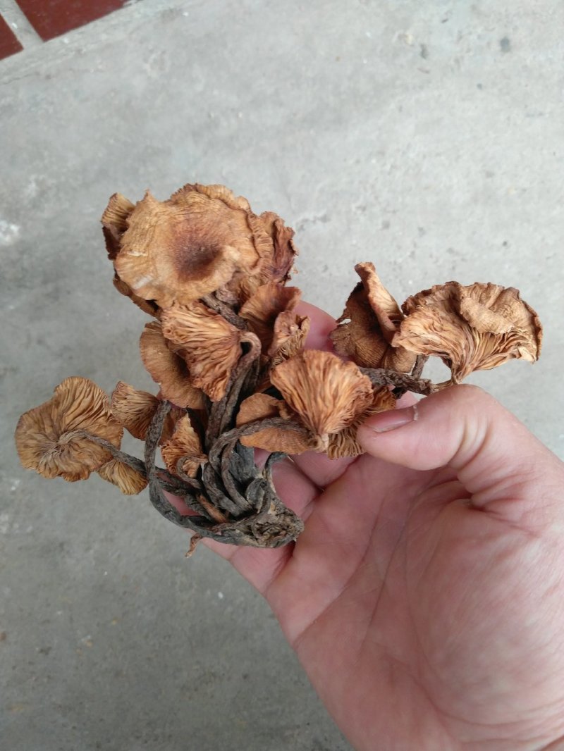 野生青冈菌/树秋菌/特级机烤干货/晒干货/产地直供