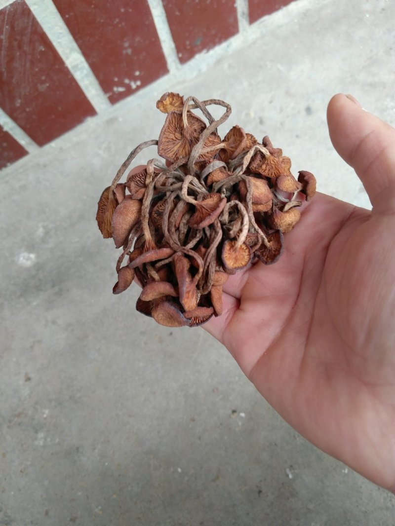 野生青冈菌/树秋菌/特级机烤干货/晒干货/产地直供