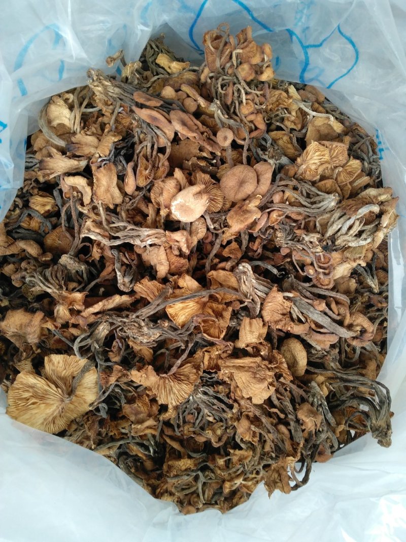 野生青冈菌/树秋菌/特级机烤干货/晒干货/产地直供