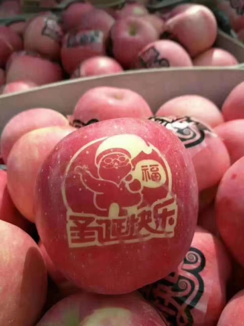 山东苹果行情【红富士苹果】脆甜好吃产地一手货源品质保证