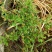 野山楂\小山楂\药用山楂净货，过风机货。