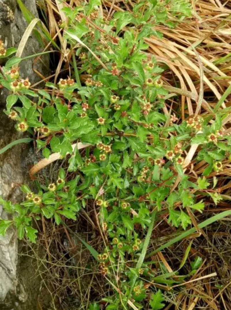 野山楂\小山楂\药用山楂净货，过风机货。