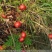 野山楂\小山楂\药用山楂净货，过风机货。