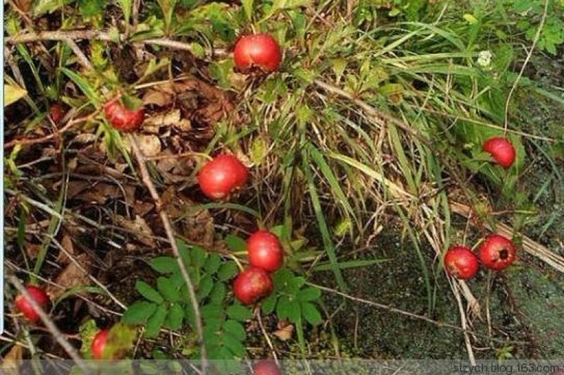 野山楂\小山楂\药用山楂净货，过风机货。