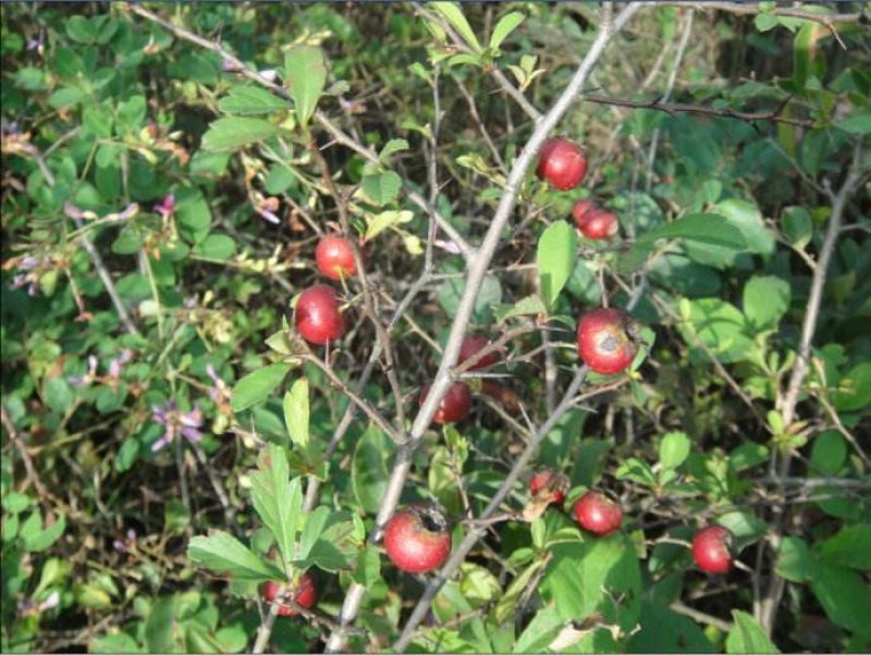 野山楂\小山楂\药用山楂净货，过风机货。
