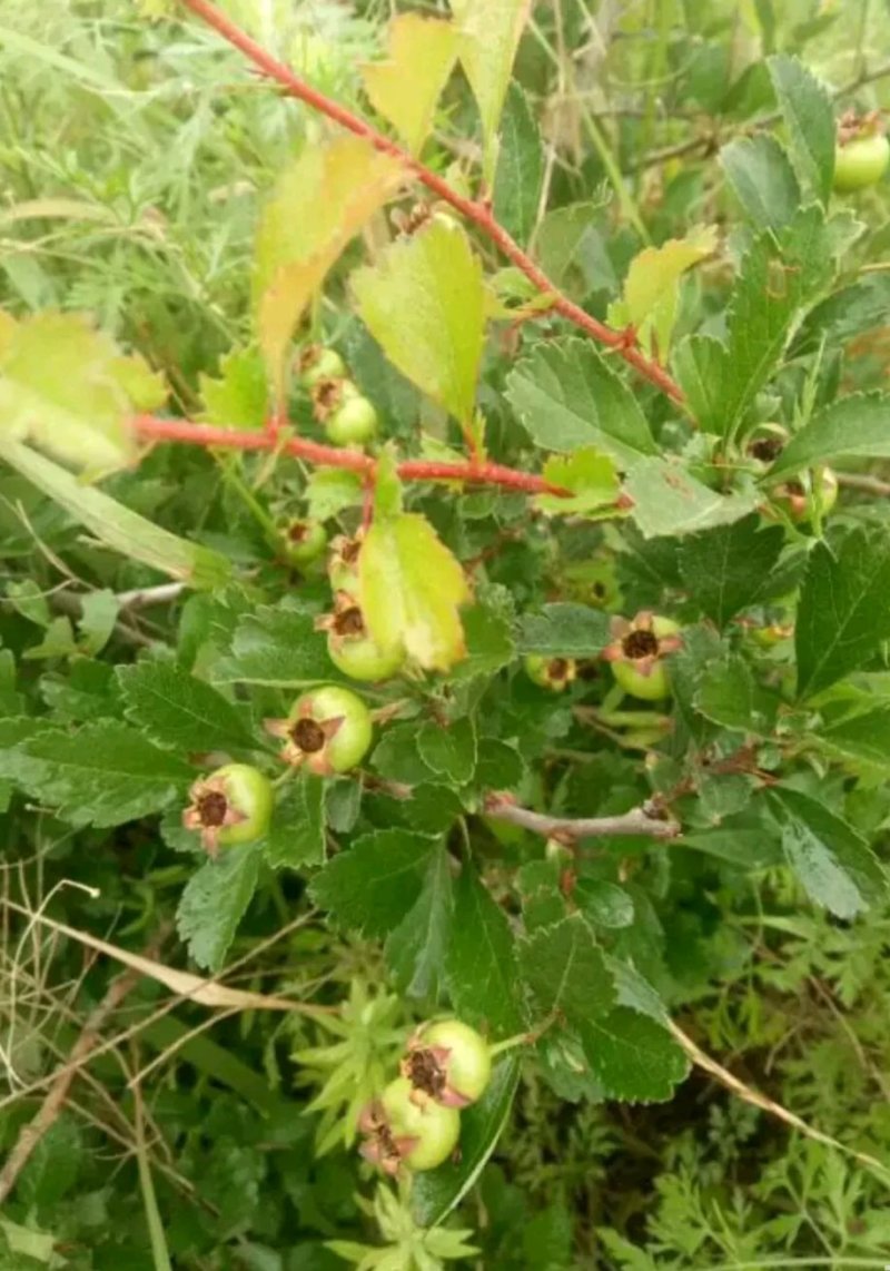 野山楂\小山楂\药用山楂净货，过风机货。