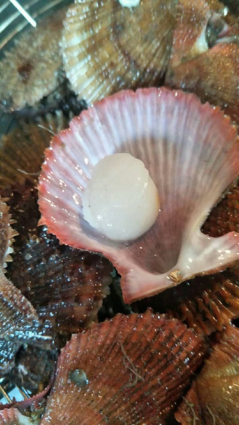 栉孔贝