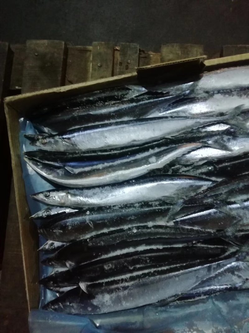秋刀鱼2号高品质质量超级好