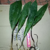 毛慈菇苗，大量现货供应，需种植的朋友联系