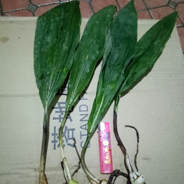 毛慈菇苗，大量现货供应，需种植的朋友联系