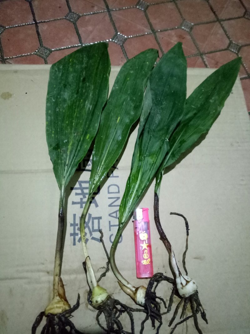 毛慈菇苗，大量现货供应，需种植的朋友联系