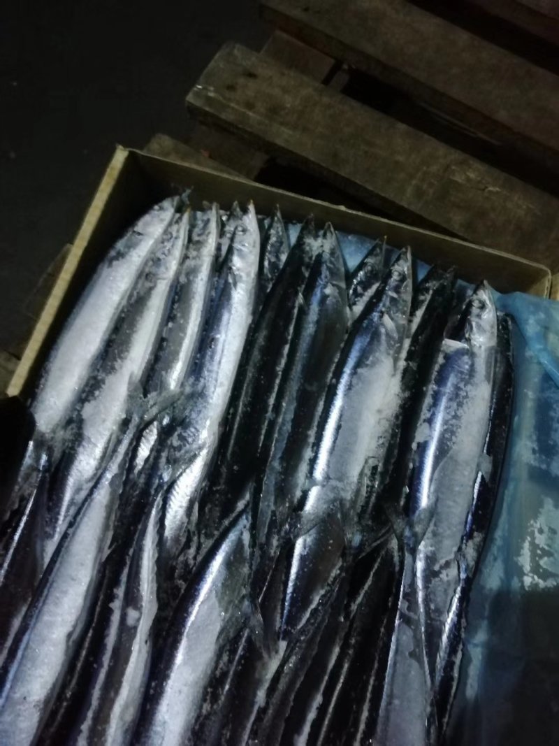 秋刀鱼2号高品质质量超级好