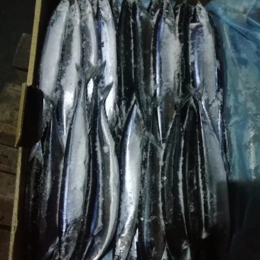 秋刀鱼2号高品质质量超级好