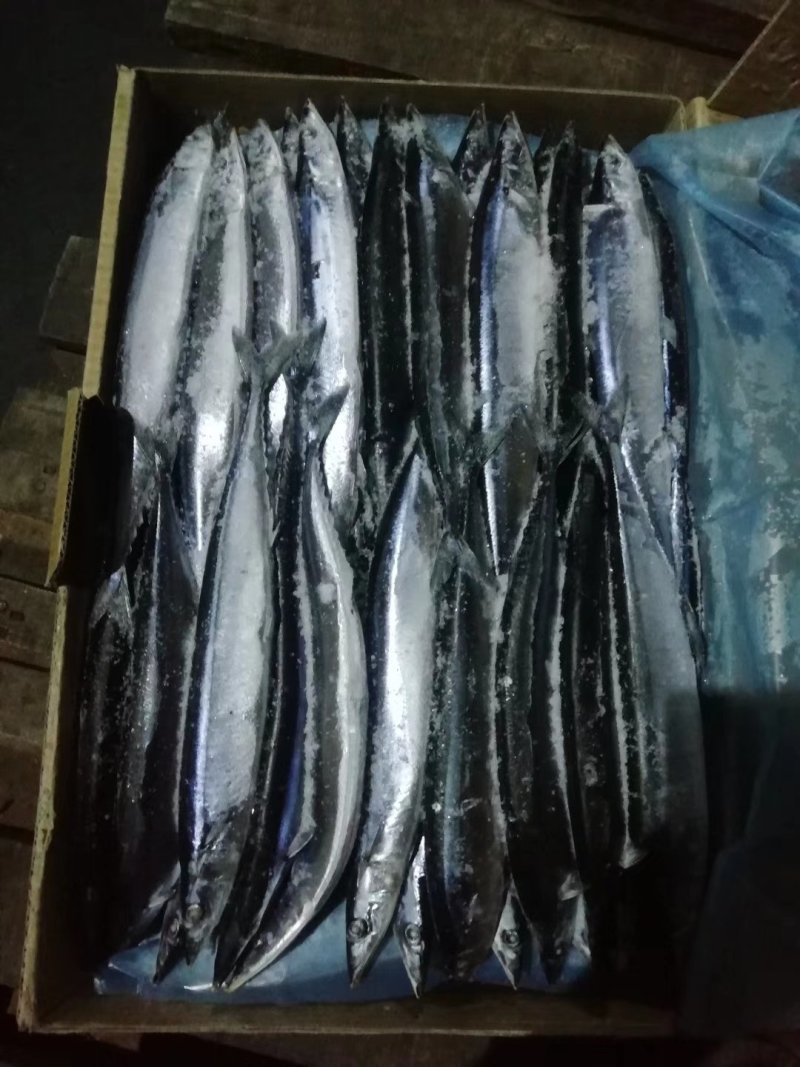 秋刀鱼2号高品质质量超级好