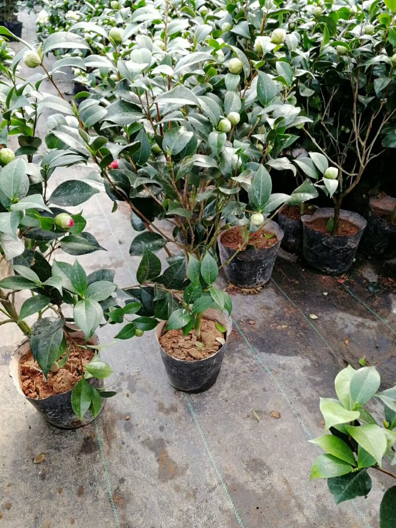 红赤丹五色赤丹香妃茶花苗30-50厘米高包成活