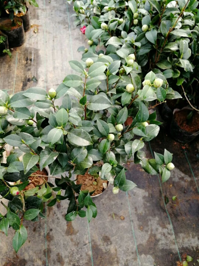 红赤丹五色赤丹香妃茶花苗30-50厘米高包成活