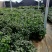 红赤丹五色赤丹香妃茶花苗30-50厘米高包成活