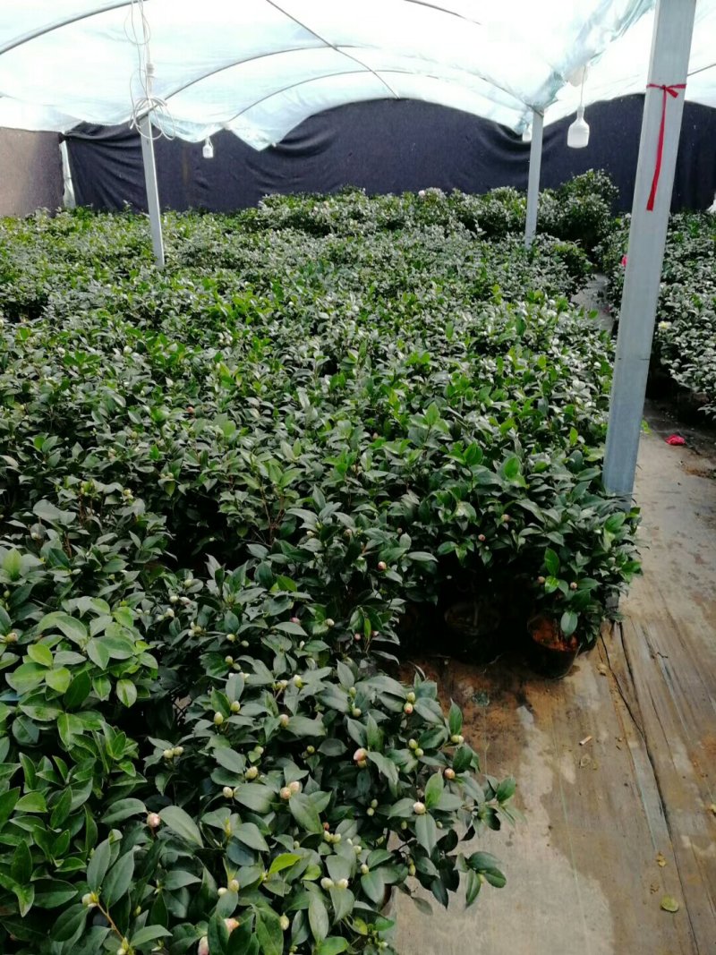 红赤丹五色赤丹香妃茶花苗30-50厘米高包成活