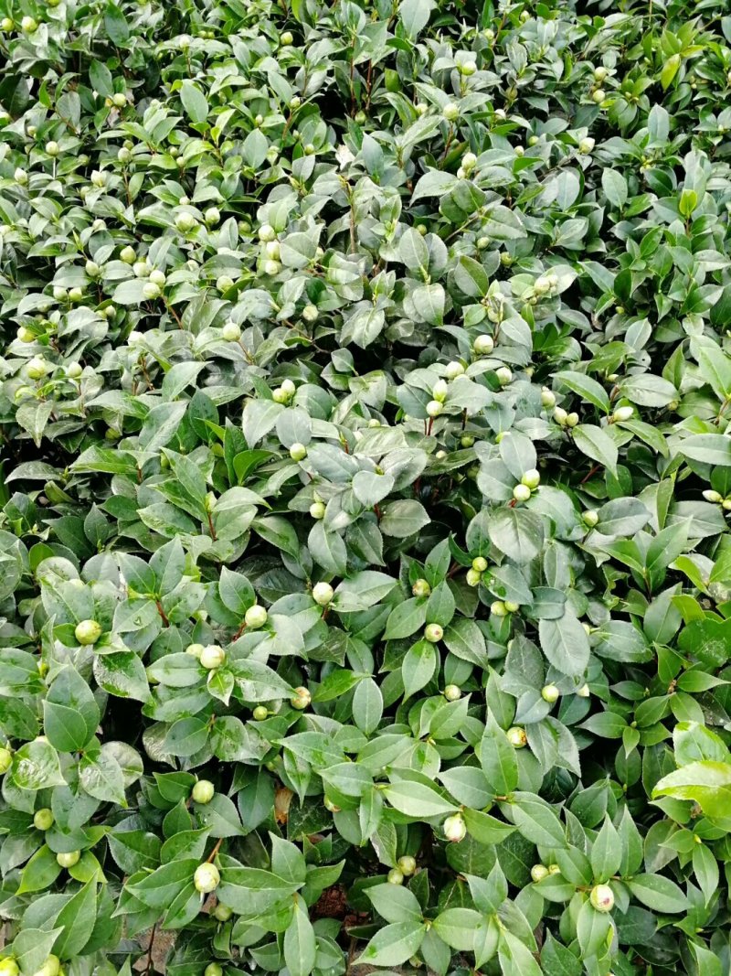 红赤丹五色赤丹香妃茶花苗30-50厘米高包成活