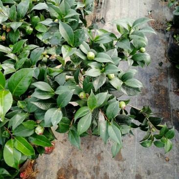 红赤丹五色赤丹香妃茶花苗30-50厘米高包成活
