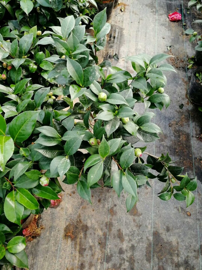 红赤丹五色赤丹香妃茶花苗30-50厘米高包成活