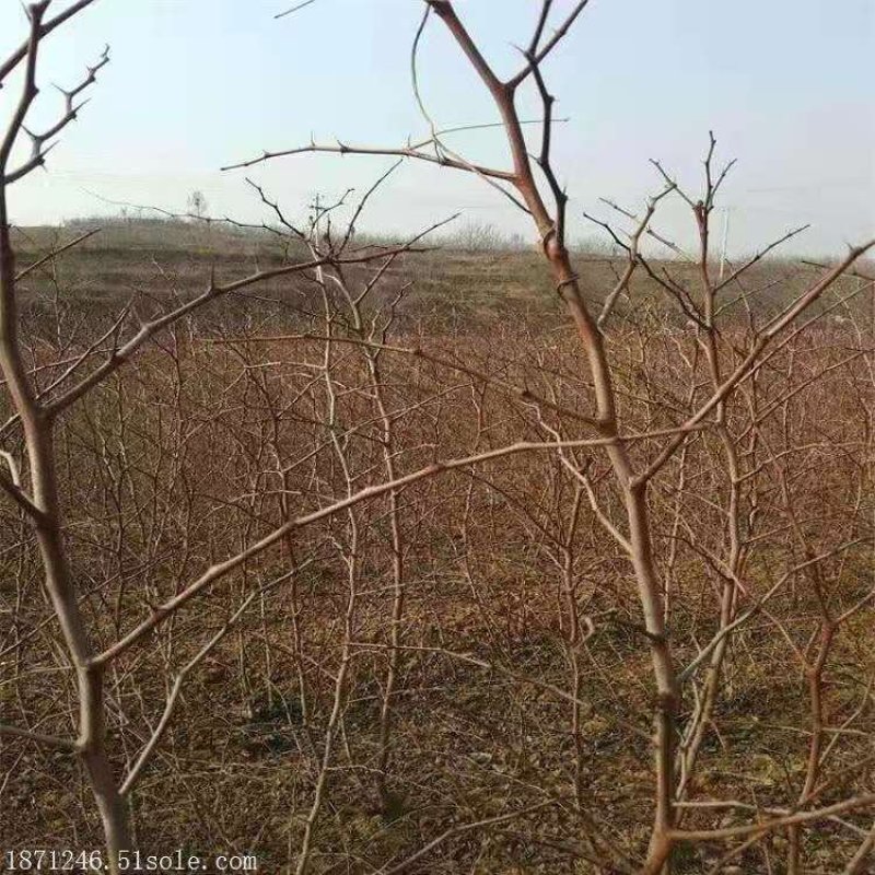 潘枣嫁接苗包成活包邮到家量大优惠死苗补发