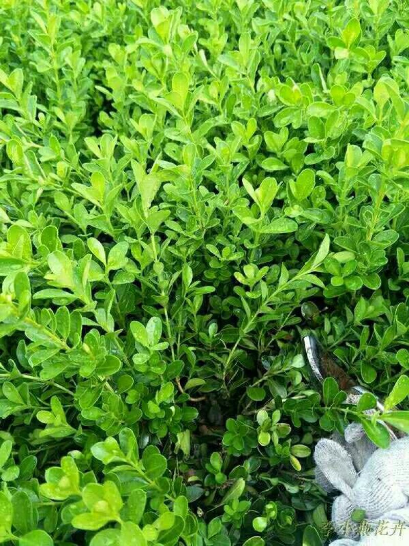 黄杨苗10-15厘米包成根系发货死苗包免费补发