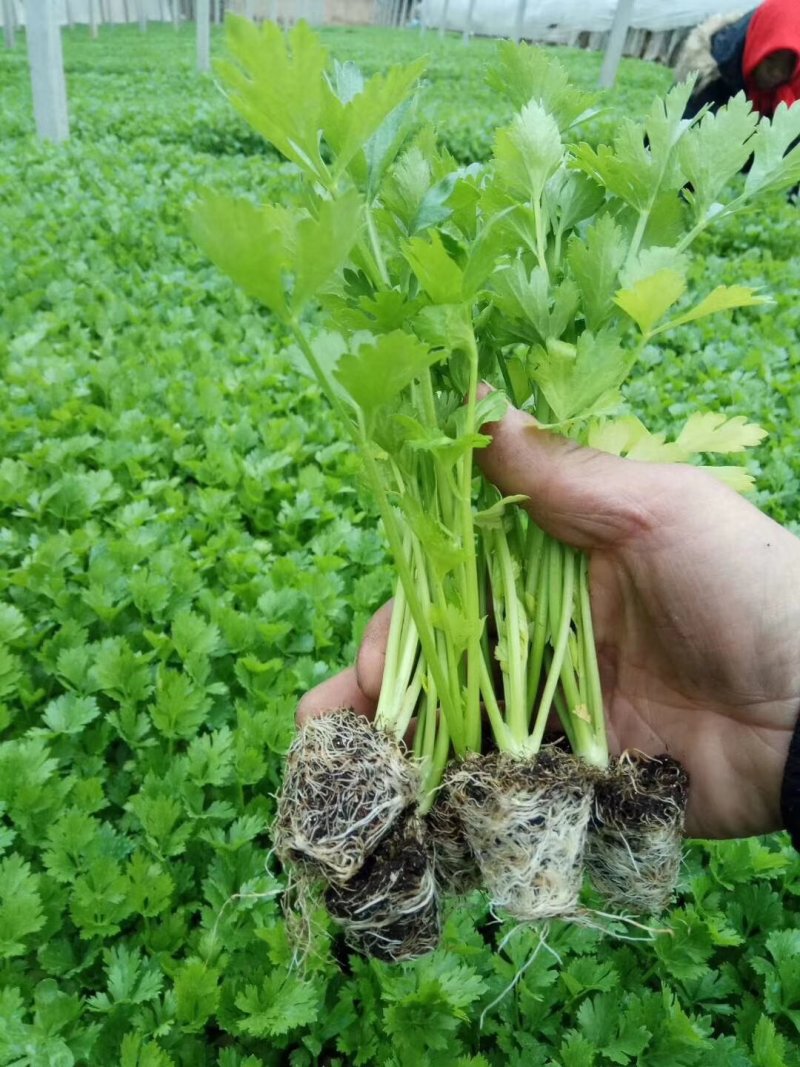 优质西芹苗，成活率高，抗病能力强，亩产15000