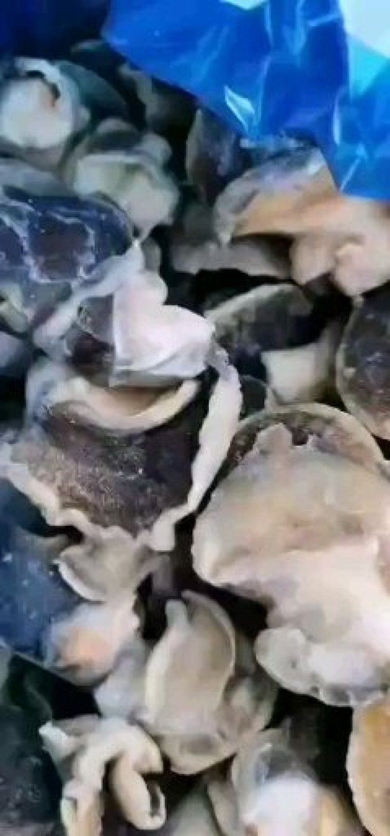 单冻精品熟冻玉螺肉香螺肉