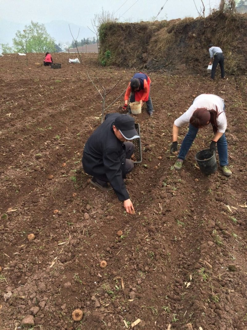 四川省峨眉山市优质豆腐魔芋代全国供应