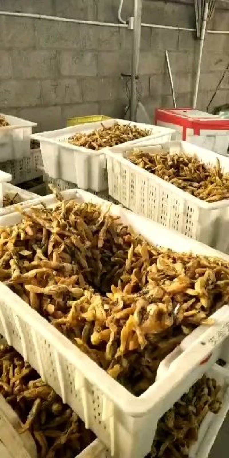 【有好货】新鲜蛏子单冻蛏子肉蛏子干