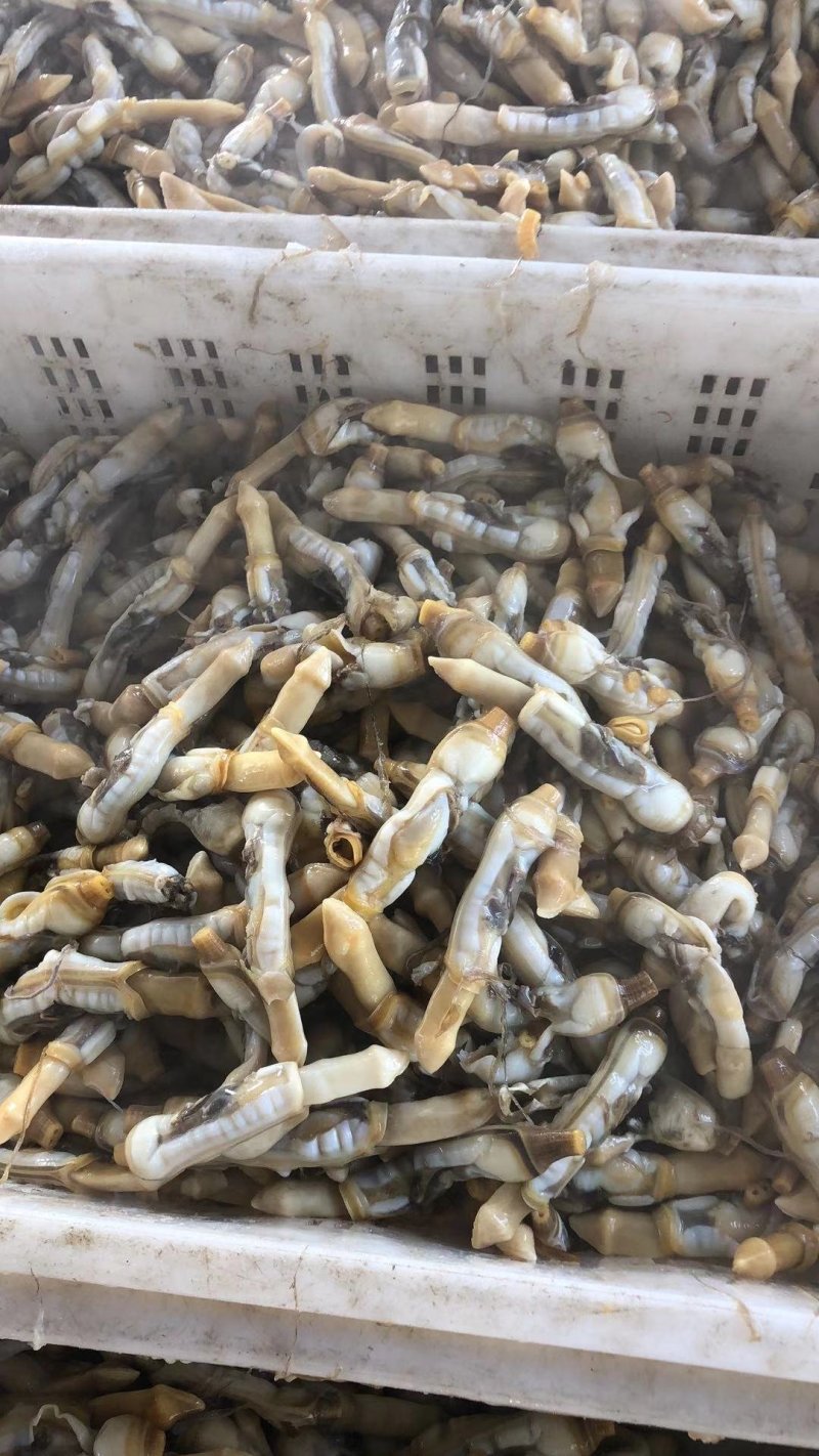 【有好货】新鲜蛏子单冻蛏子肉蛏子干