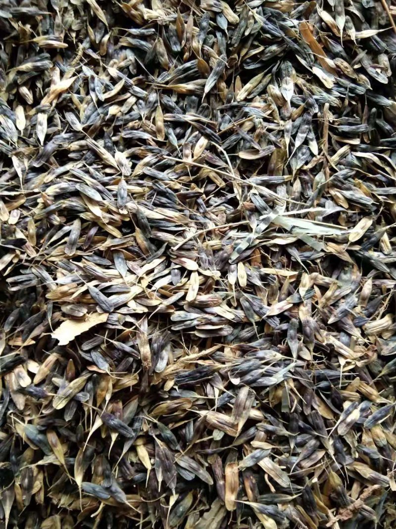 板蓝根籽，纯新小籽，板蓝根种子